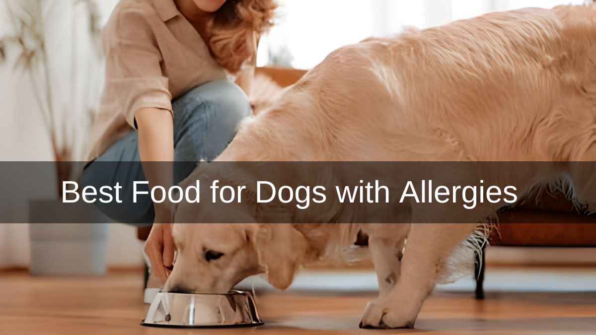 Best Food for Dogs with Allergies skin